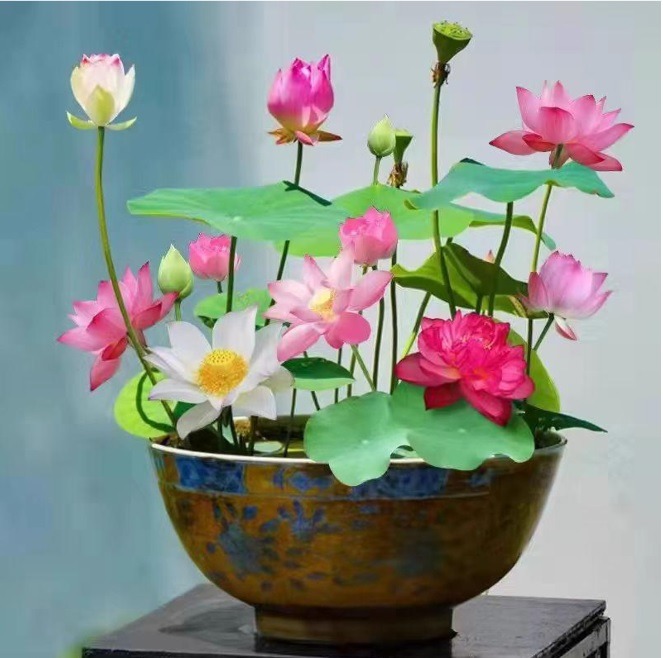 Hoa Sen Dâng Phật
